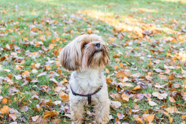 istock Yorkshire Terrier is sitting among fallen leaves. 1345976616