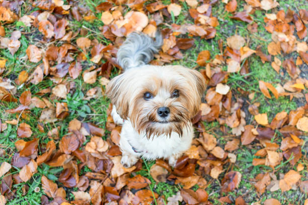 Yorkshire Terrier is sitting among fallen leaves. Funny dog ​​in the autumn in the leaves.