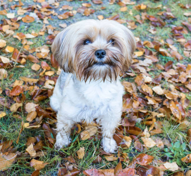 istock Yorkshire Terrier is sitting among fallen leaves. 1345976623