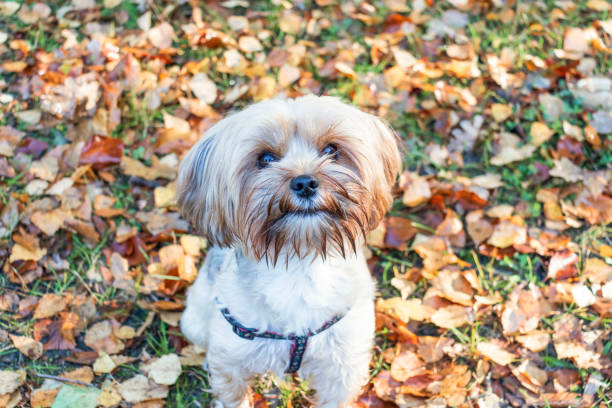 istock Yorkshire Terrier is sitting among fallen leaves. 1345976627