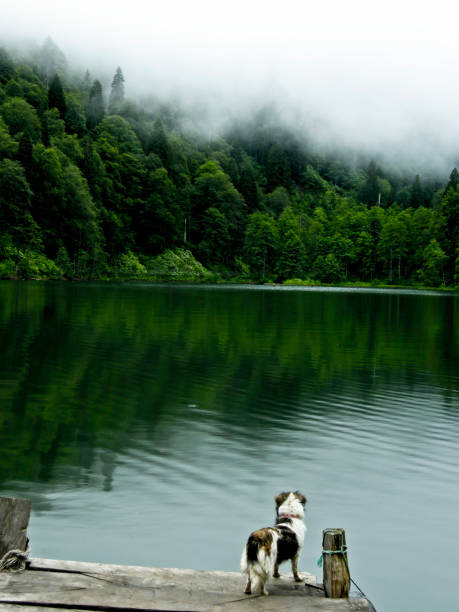 istock A dog with Beautiful quiet lake 1345980409