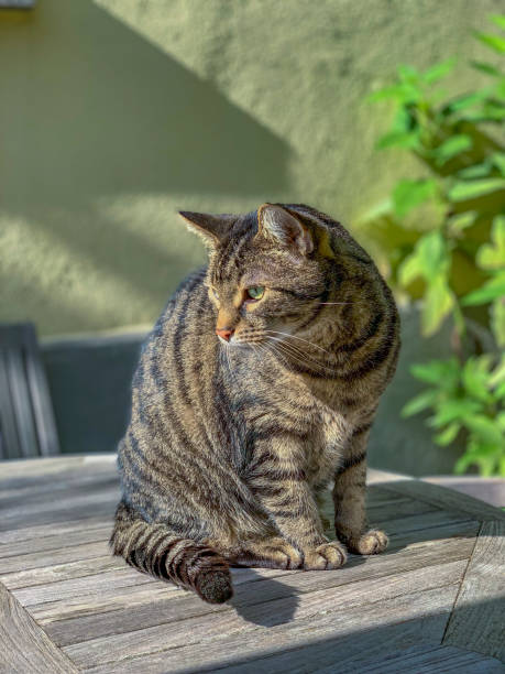 istock domestic cat enjoys sitting on a table an watching his garden 1345980677