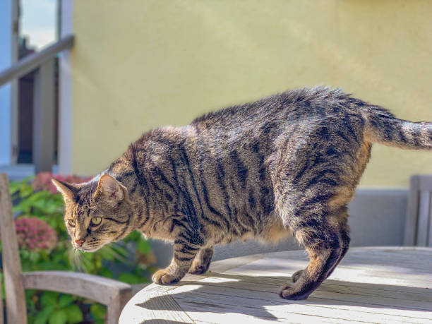 istock domestic cat enjoys sitting on a table an watching his garden 1345980734