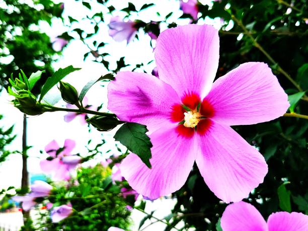 istock 2021 Rose of Sharon 1345981532