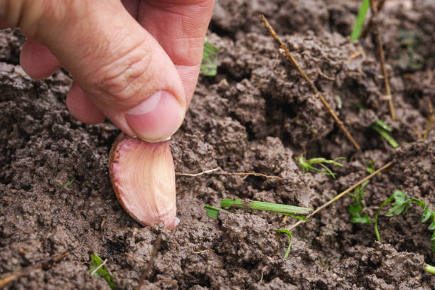Close up of a mail hand planting a garlic clove in the wet ground outdoors stock photo