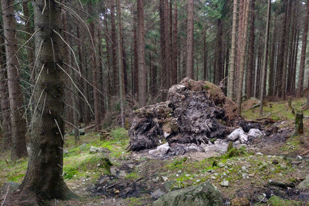 крупный план корней упавшего дерева после шторма. - natural disaster tornado damaged demolished стоковые фото и изображения