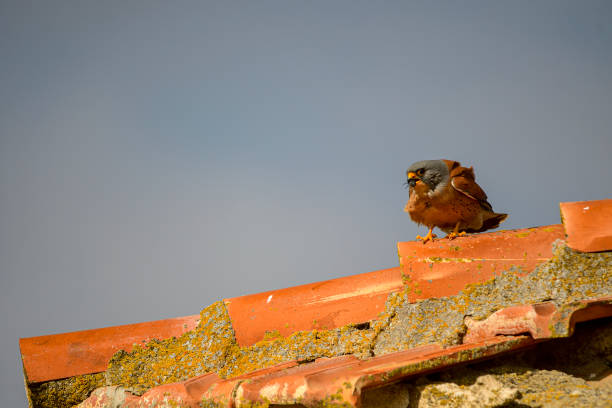 istock Birds in freedom and in their environment. 1345982836