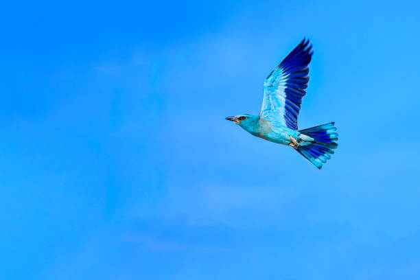 istock Birds in freedom and in their environment. 1345982837