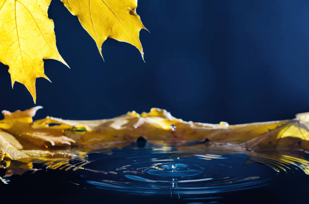 Yellow autumn maple leaf with reflection and drop over wavy water.
