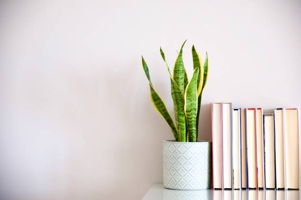 istock Sansevieria in a pot with books 1345984347