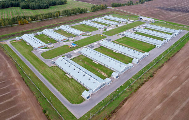 construção de fazenda com vacas e porcos na aldeia, vista aérea. galpão perto do campo agrícola. - domestic pig - fotografias e filmes do acervo