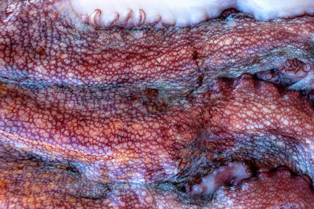 The texture of the wet skin of a large octopus. Bright abstract background
