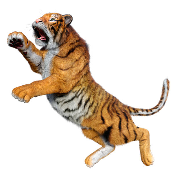 istock 3D illustration big cat tiger on white 1345986365