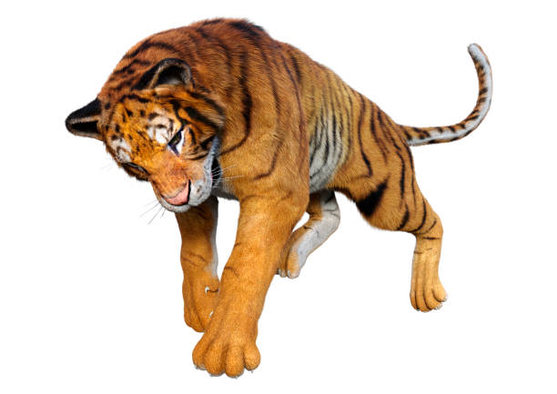 istock 3D illustration big cat tiger on white 1345986393
