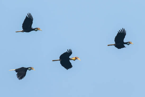 The globally threatened Plain-pouched Hornbills in flight The globally threatened Plain-pouched Hornbills (Rhyticeros subruficollis) in flight wreathed hornbill stock pictures, royalty-free photos & images