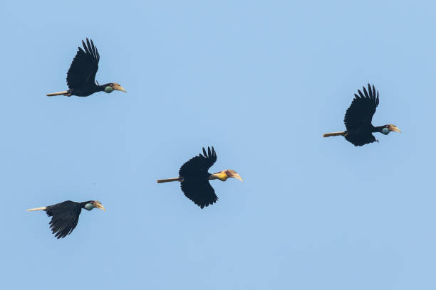 os hornbills globalmente ameaçados de bolsa simples em voo - wreathed hornbill - fotografias e filmes do acervo