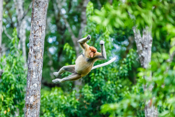 口吻モンキーまたは nasalis larvatus - monkey proboscis monkey malaysia island of borneo ストックフォトと画像