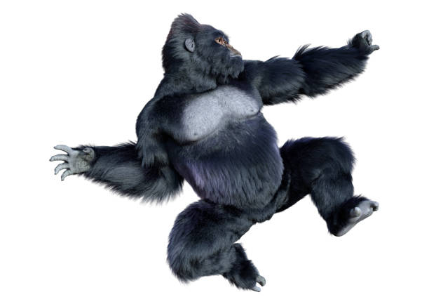 3d-illustration schwarzer gorilla auf weiß - gorilla endangered species large isolated stock-fotos und bilder