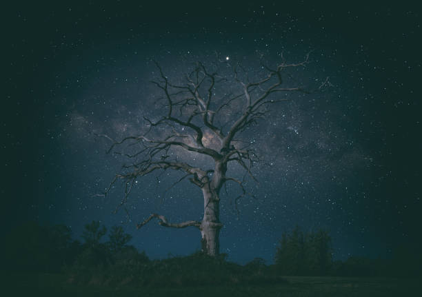 A spectacular dead oak tree, illuminated by the stars overhead.