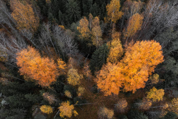 istock Colorful fall foliage in boreal forest aka taiga in nordic countries 1345991610