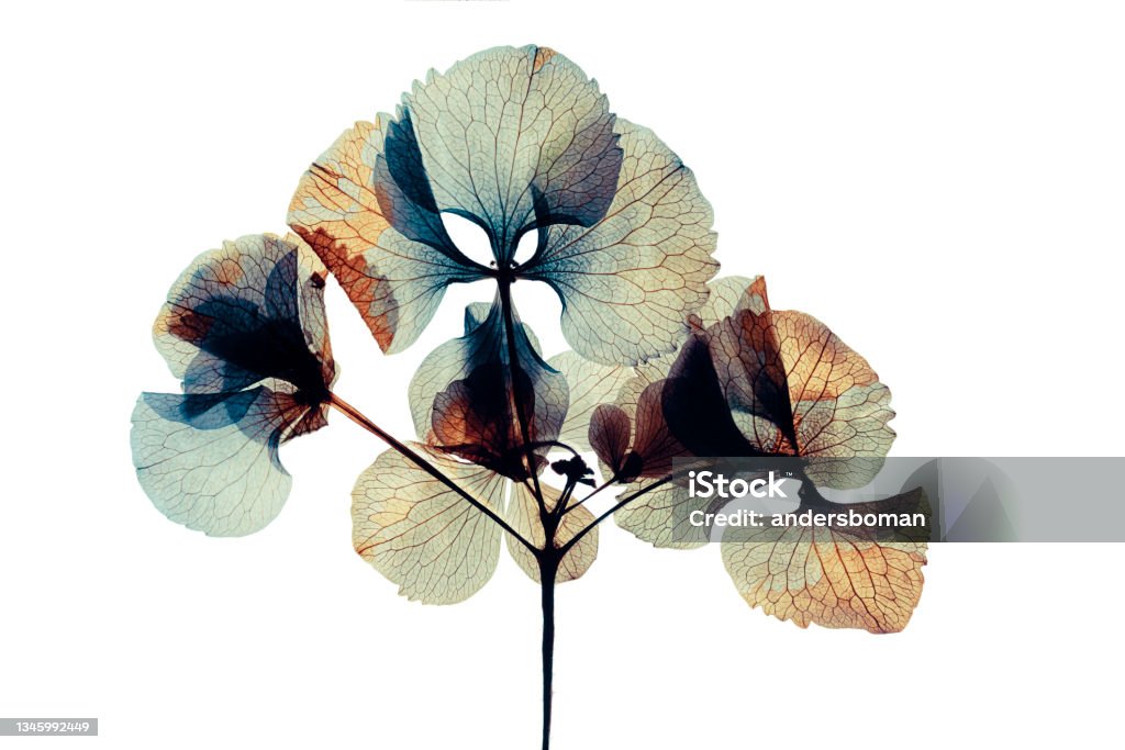 Gepresste und getrocknete Trockenblumenhortensie Isoliert auf weißem Hintergrund - Lizenzfrei Blume Stock-Foto