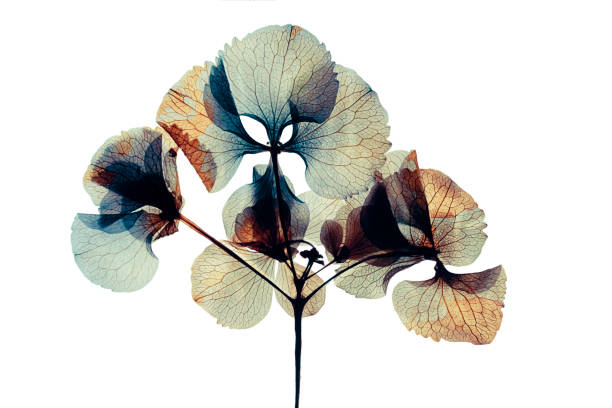 Pressed and dried dry flower hydrangea Isolated on white background Pressed and dried flower hydrangea Isolated on white background for use in scrapbooking, floristry or herbarium. - Hydrangea macrophylla light line pictures stock pictures, royalty-free photos & images