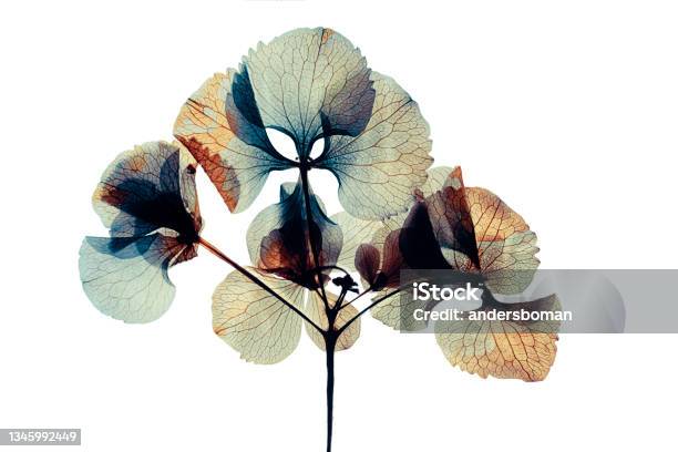 Pressed And Dried Dry Flower Hydrangea Isolated On White Background Stock Photo - Download Image Now