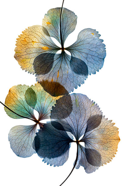 istock Pressed and dried dry  flower hydrangea Isolated on white background 1345992457