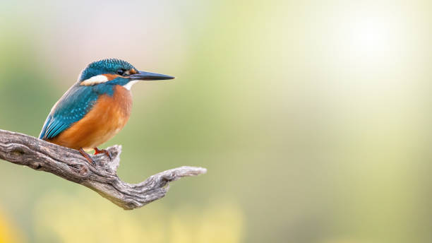 istock Common kingfisher sitting on branch with copy space 1345992640