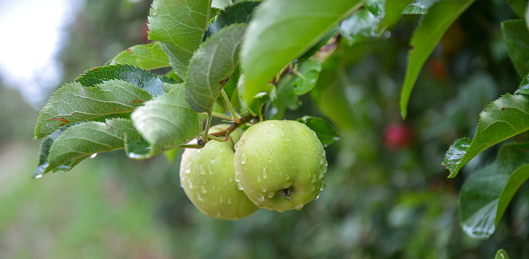 Rain drops on ripe apples in an orchard in autumn.