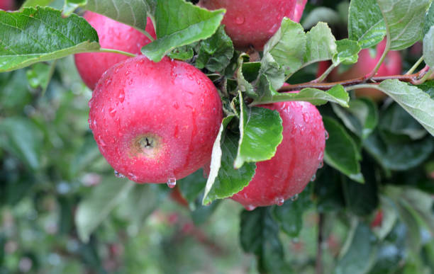 istock Rain drops on ripe apples in an orchard in autumn 1345992690