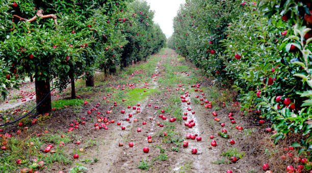 istock Rain drops on ripe apples in an orchard in autumn 1345992703