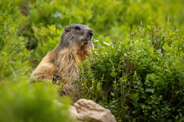 istock Alert alpine marmot sitting in rhododendron in summer 1345992744