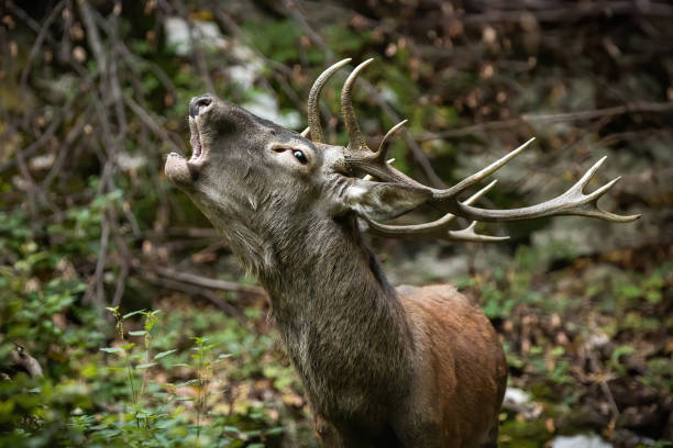 istock Red deer stag roaring in fresh autumn forest in close-up 1345993035