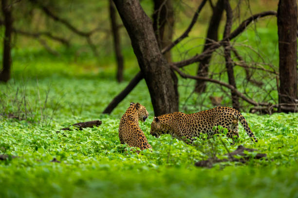два взрослых индийских диких самца леопарда или пантеры на естественном зеленом фоне сезона дождливых муссонов во время сафари на открыто� - leopard 2 стоковые фото и изображения