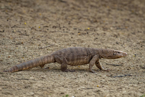 Monitor Lizard Or Bengal Monitor Or Common Indian Monitor Or Varanus  Bengalensis Full Length Portrait In Outdoor Wildlife Safari At Forest Of  Central India Stock Photo - Download Image Now - iStock