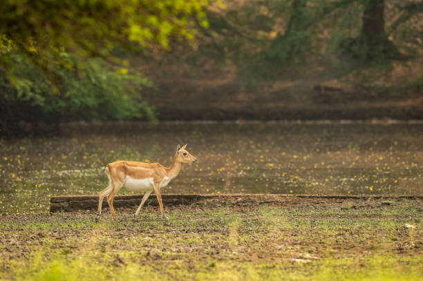 istock blackbuck or antilope cervicapra or indian antelope side profile with natural warm light and scenic frame in background at tal chhapar sanctuary churu rajasthan india 1345993396