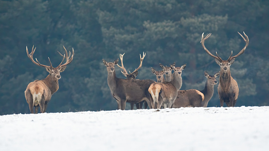 Group of red deer, cervus elaphus, looking on snow in wintertime nature. Bunch of stags and hinds standing on white glade. Many mammals staring on snowy field.