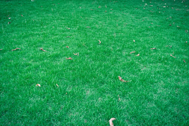 Green grass texture for background. Green lawn pattern and texture background. Close-up.
