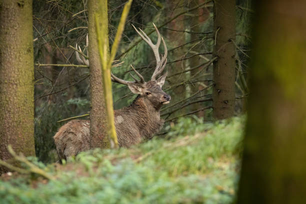 istock Red deer with big antlers standing in forest in autumn 1345994452