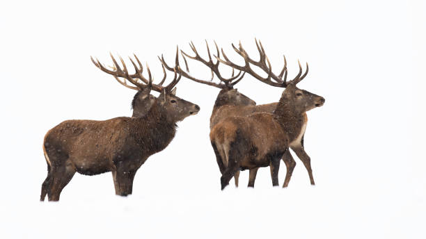 istock Bunch of red deer observing on snow cut out on blank 1345994517