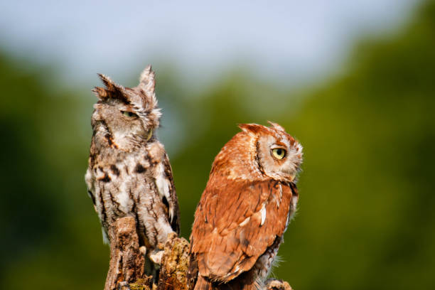 belle paire de hiboux criards de l’est posés ou perchés sur une branche d’arbre - red owl screech owl animal photos et images de collection