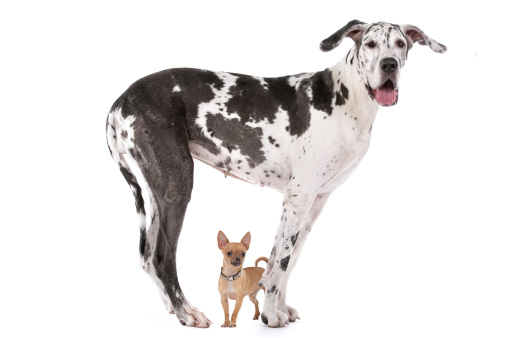 Great Dane HARLEQUIN and a chihuahua