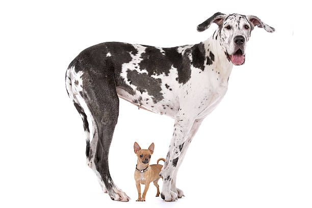 Great Dane HARLEQUIN and a chihuahua Great Dane HARLEQUIN and a chihuahua in front of a white background small stock pictures, royalty-free photos & images