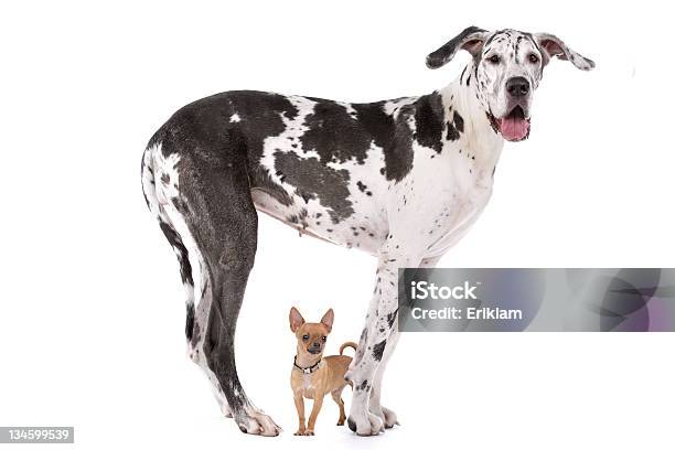 Great Dane Harlequin And A Chihuahua Stock Photo - Download Image Now - Large, Dog, Small