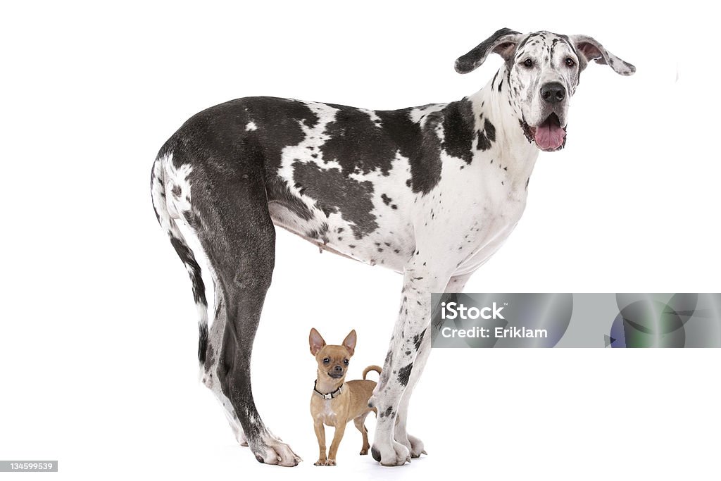 Cão Dinamarquês arlequim e um chihuahua - Foto de stock de Grande royalty-free