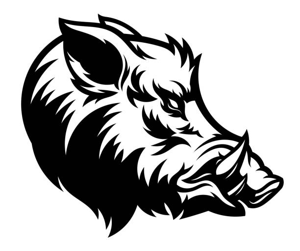 ilustrações, clipart, desenhos animados e ícones de cabeça de javali selvagem preto e branco - wild boar