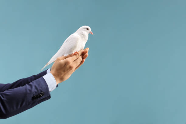istock Male hands holding a white dove on a blue background 1345996284