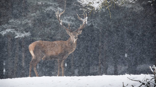 istock Red deer standing on snowy field in winter snowstorm 1345996305