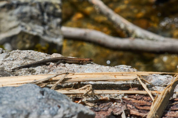 istock Darevskia praticola lizard on a rock 1345996428